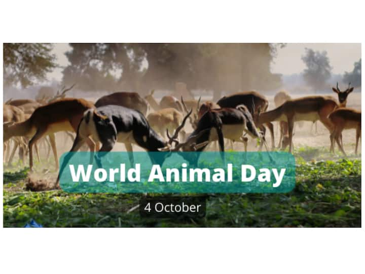 आज विश्व पशु दिवस (World Animal Day 2022) के मौके पर हम आपको कुछ अजीबो - गरीब जीवों के बारे में बताने जा रहे हैं.