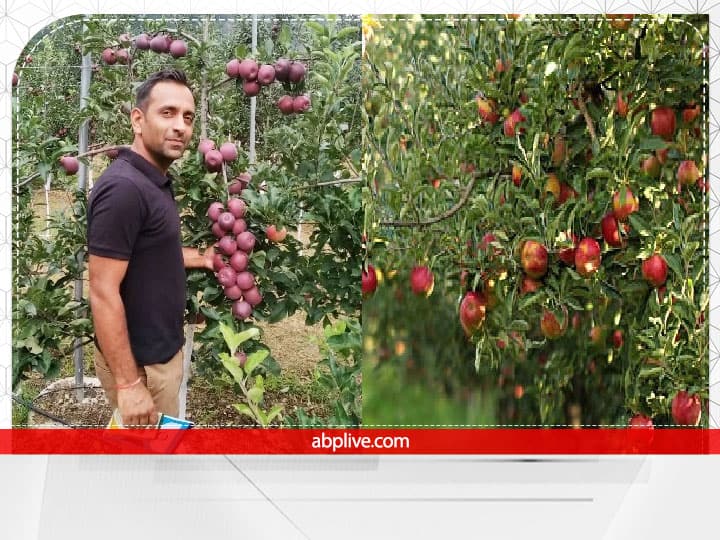 Success Story of mandeep verma of Swastik farms grow himalayan kiwi and apple by organic farming Farmer Success Story: MNC की अच्छी-खासी जॉब छोड़ शुरू की ऑर्गेनिक फार्मिंग, Himalayan सेब-कीवी से कमाये 40 लाख रुपये