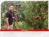 Farmer Success Story: MNC की अच्छी-खासी जॉब छोड़ शुरू की ऑर्गेनिक फार्मिंग, Himalayan सेब-कीवी से कमाये 40 लाख रुपये