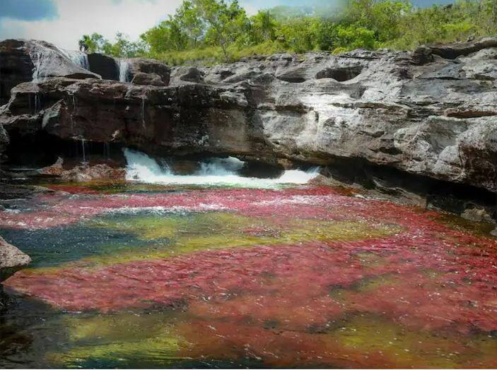 Filve colours river in Colombia know in hindi River of Five Colors River of Five Colors: ਇਸ ਨਦੀ 'ਚ ਵਗਦਾ ਹੈ 5 ਰੰਗਾਂ ਦਾ ਪਾਣੀ, ਕੋਈ ਪੇਂਟਿੰਗ ਨਹੀਂ ਅਸਲ ਤਸਵੀਰ ਹੈ