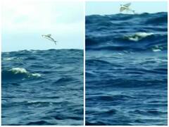 मछली के लिए आगे कुआं पीछे खाई की स्थिति, पानी में बची तो पक्षी ने किया हवा में शिकार