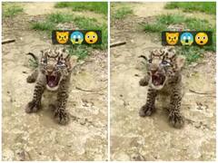 जंगल से निकलकर गांव में भटका तेंदुए का बच्चा, दहाड़ लेकिन वही 'शेरों' वाली