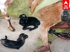 Goat with out legs : 4 கால்களும் இல்லாமல் பிறந்த ஆட்டுக்குட்டி - அரவணைத்த மூதாட்டி