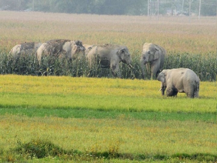 Jharkhand elephnat destroyed farmers crop in garhwa, know in details Jharkhand के गढ़वा में हाथियों ने किसानों की फसलों को किया बर्बाद, रात भर मचाया उत्पात 