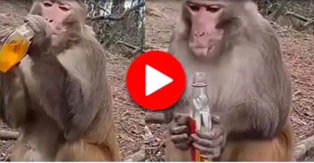 Monkey brought a wine bottle and starts drinking Alcohol funny viral video on social media Viral Video Viral Video: ਬਾਂਦਰ ਬਣਿਆ ਸ਼ਰਾਬੀ, ਪੀ ਗਿਆ ਪੂਰੀ ਬੋਤਲ, ਵੀਡੀਓ ਹੋਈ ਵਾਇਰਲ