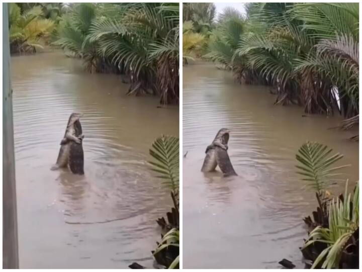 Komodo dragons hugging each other in water video goes viral on social media Video: बिछड़े हुए दोस्तों का लंबे समय बाद हुआ मिलन, गले मिलते नजर आई बड़ी छिपकली