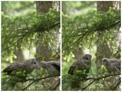 अपने बच्चे को खाना खिलाती दिखा उल्लू, विडियो देख भावुक हुए लोग