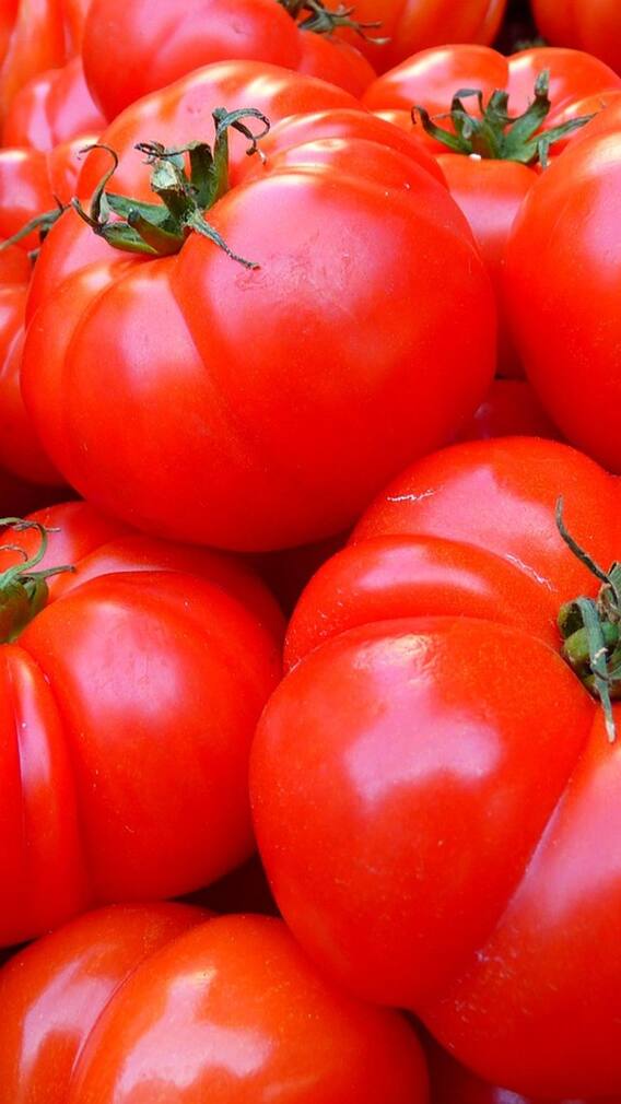 ਸਸਤੇ ਹੋਣਗੇ ਟਮਾਟਰ! ਮਹਿੰਗੀਆਂ ਸਬਜ਼ੀਆਂ ਤੋਂ ਜਨਤਾਂ ਨੂੰ ਜਲਦ ਮਿਲੇਗੀ ਰਾਹਤ,