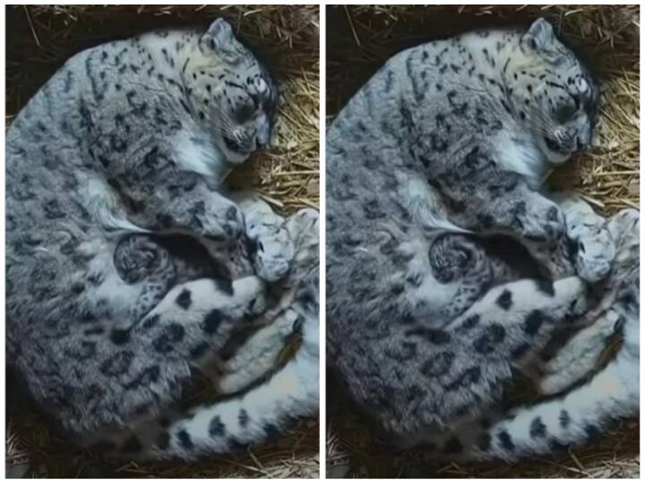 Viral Video: मां की गोद में आराम से सोता दिखा तेंदुआ शावक, 10 लाख से ज्यादा ने देखा ये इमोशनल वीडियो Leopard cub sleeping comfortably on mother lap video goes viral on social media Viral Video: मां की गोद में आराम से सोता दिखा तेंदुआ शावक, 10 लाख से ज्यादा ने देखा ये इमोशनल वीडियो