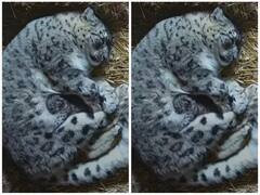 मां की गोद में आराम से सोता दिखा तेंदुआ शावक, 10 लाख से ज्यादा ने देखा ये इमोशनल वीडियो