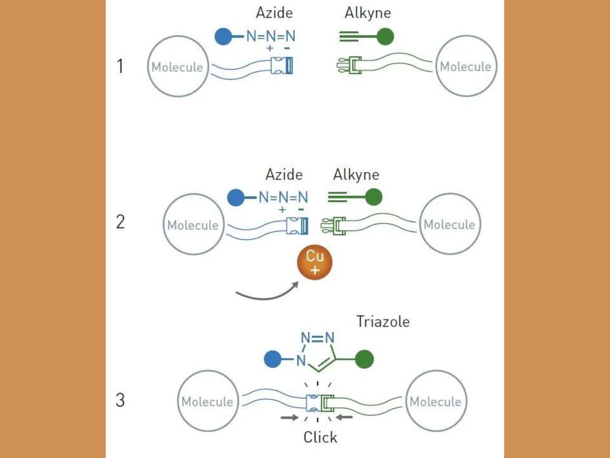 Chemistry Nobel 2022: What Are Click Chemistry And Bioorthogonal Reactions? Why Do They Matter In Pharmaceuticals?