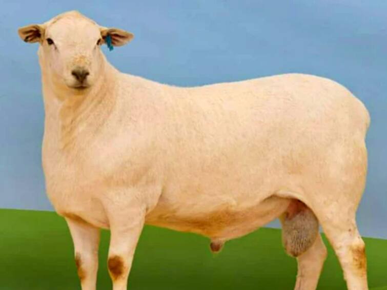 Worlds Most Expensive Sheep Sold For Rs 2 Crore In Australia ஒரு ஆட்டின் விலை 2 கோடி ரூபாய்.. ஆச்சரியத்தில் ஆ சொல்றீங்களா? காரணம் இதுதான்..