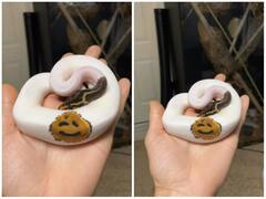 स्नेक है या स्माइली, अजीबोगरीब सांप को देख आंखों पर नहीं होगा यकीन