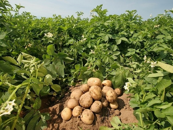 Potato Cultivation With Top Varieties In Low Cost Helps To Earn Profitable  Income | Potato Farming: कम खर्च में बंपर पैदावार देंगी आलू की ये किस्में,  बुवाई करते समय इन बातों का