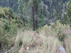 పండగ పూట విషాదం- లోయలో పడిన బస్సు, 25 మంది మృతి!