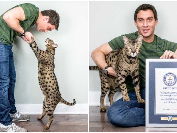 Is It Panther Or Puma? Meet Fenrir, The Tallest Domestic Cat Declared By  Guinness World Record