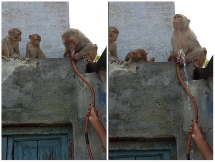 man was seen giving water to a thirsty monkey video goes viral on social media Video: बच्चों के साथ मदद मांगता दिखा प्यासा बंदर, शख्स ने किया दिल जीत लेने वाला काम