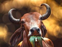 अहमदाबाद में सड़क पर बैठी गायों के सामने हॉर्न बजाना शख्स को पड़ा भारी, लोगों ने कर दी पिटाई