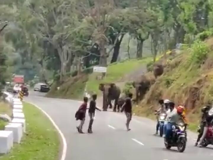 The tourists screamed and ran as the herd of elephants chased them in nilgiris TNN Watch Video: துரத்திய யானைக்கூட்டம்; அலறியடித்து ஓடிய சுற்றுலா பயணிகள்