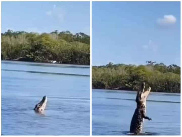 Crocodile attacked the surveillance drone and pushed it back Video: मगरमच्छ पर निगरानी कर रहा था ड्रोन, लंबी छलांग लगाकर पीछे धकेला