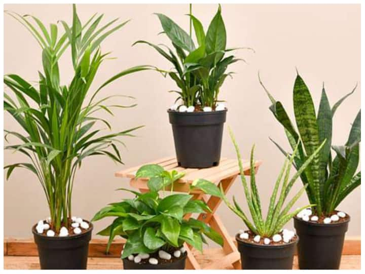 Indoor Plant: हर साल दिल्ली-NCR में दिवाली के आसपास प्रदूषण बढ़ने लगता है. दमघोंटने वाला धुंआ और धुंध लोगों को परेशान कर देती है. ऐसे में दिवाली के मौके पर आप घर में ये 5 एयर प्यूरीफायर प्लांट लगाएं