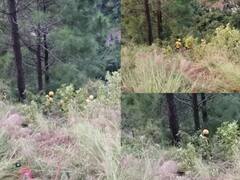 उत्तराखंडमध्ये भीषण अपघात, वऱ्हाड घेऊन जाणारी बस 500 मीटर दरीत कोसळली, 25 जणांचा मृत्यू