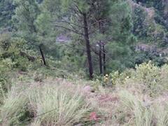 Bus Accident: 25 பேர் உயிரிழப்பு.. பள்ளத்திற்குள் விழுந்த பேருந்து.. பதைபதைக்க வைத்த உத்தரகாண்ட் விபத்து..