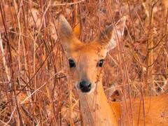 लंपी वायरस के बाद जैसलमेर में हाइपोडर्मा का सितम, इलाके के 70% हिरण इस बीमारी से ग्रसित