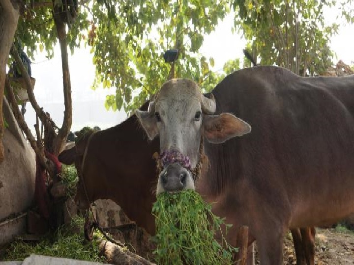 Green Fodder: महंगाई की मार से पशुपालकों को बचा सकता है ये हरा चारा, सर्दियों के लिये अभी से कर दें बुवाई