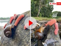 अंडों की फौज लगाता दिखा स्नेल, वीडियो को देख होगी काफी हैरानी