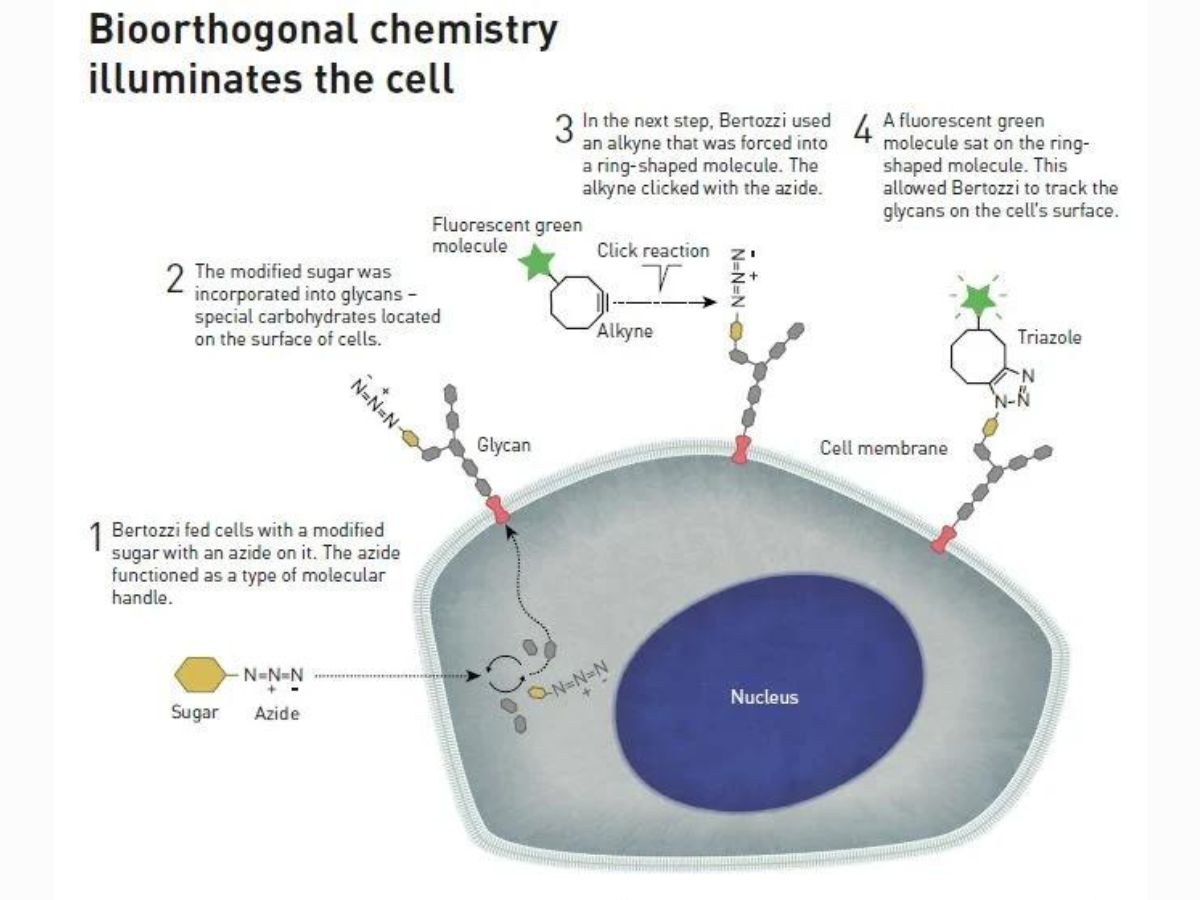 Bertozzi's copper-free click reaction | Photo: Johan Jarnestad/The Royal Swedish Academy of Sciences