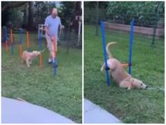 ये है दुनिया का सबसे बड़ा आलसी कुत्ता, खेल के मैदान पर ही सो गया