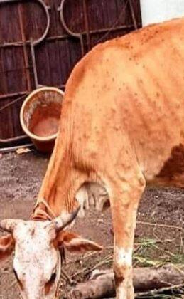 लम्पीमुळं राज्यात 2 हजार 100 जनावरांचा मृत्यू