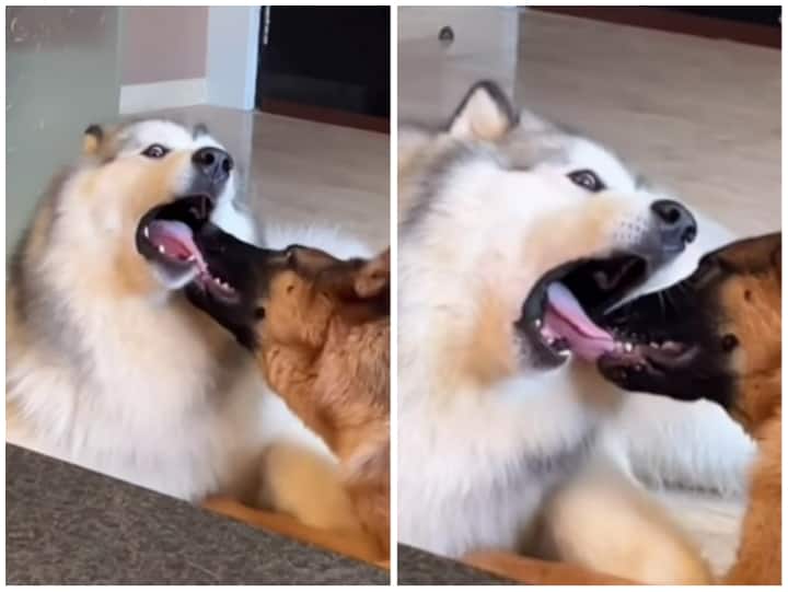 dog seen plucking the hanging tongue of another dog video goes viral on social media Video: ये दोस्ती पड़ेगी भारी... कुत्ते की लटक रही जीभ से खेलता दिखा दूसरा डॉगी
