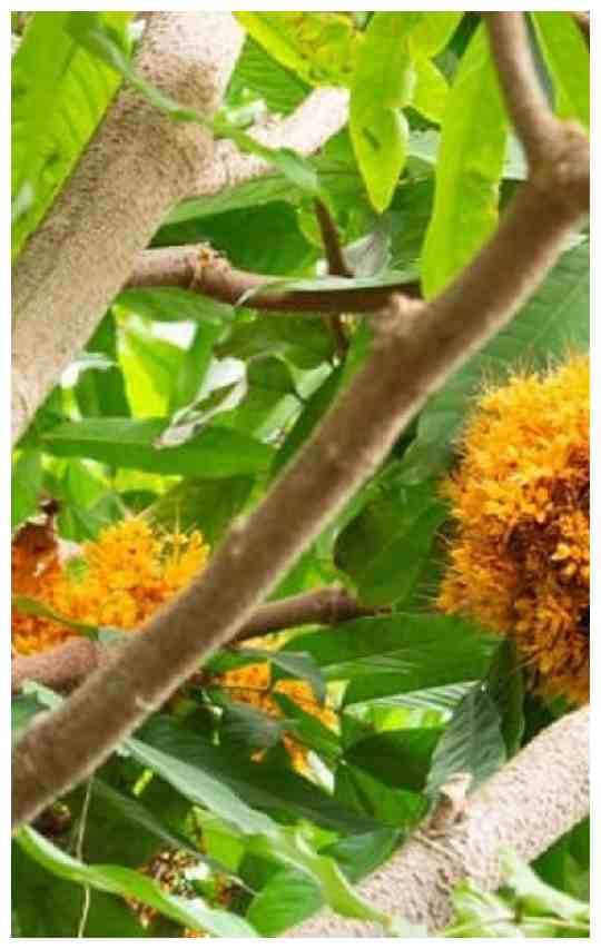 अशोक के पेड़ की छाल के फायदे