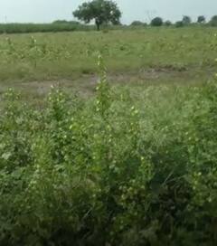 Photo : नांदेडसह परभणीत जोरदार पाऊस, शेती पिकांना फटका