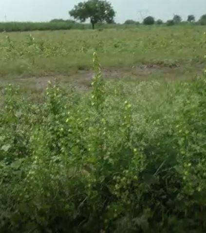 नांदेडसह परभणीत जोरदार पाऊस, शेती पिकांना फटका