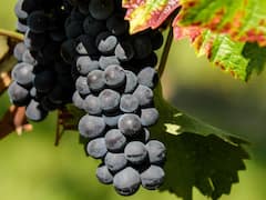 బరువు తగ్గేందుకు రోజూ ద్రాక్ష పండ్లు తీసుకున్న మహిళ - దారుణం జరిగిపోయింది!