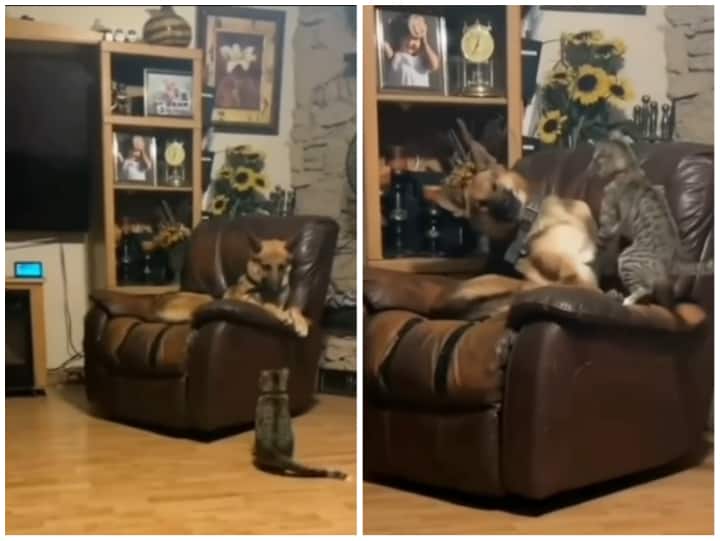 Cat seen fighting with dog for chair videogoes viral on social media Video: कुर्सी को लेकर कुत्ते से जा भिड़ी बदमाश बिल्ली, अंत में डॉगी ने मानी हार