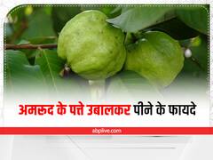 अमरूद ही नहीं इसकी पत्तियों में भी हैं कई गुण, रोजाना काढ़ा पीने से होंगे ये लाभ