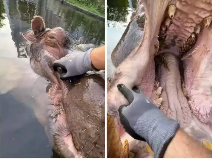 Man hand inside angry hippo mouth in Zoo video goes viral on social media Video Video: ਮੌਤ ਨਾਲ ਮਖੌਲ, ਸਖਸ਼ ਨੇ ਗੁੱਸੈਲ ਹਿੱਪੋ ਦੇ ਮੂੰਹ ਅੰਦਰ ਪਾ ਦਿੱਤਾ ਹੱਥ