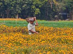 इस दिवाली पर महंगी पड़ सकती है फूलों की खुशबू, यहां जानें कारण