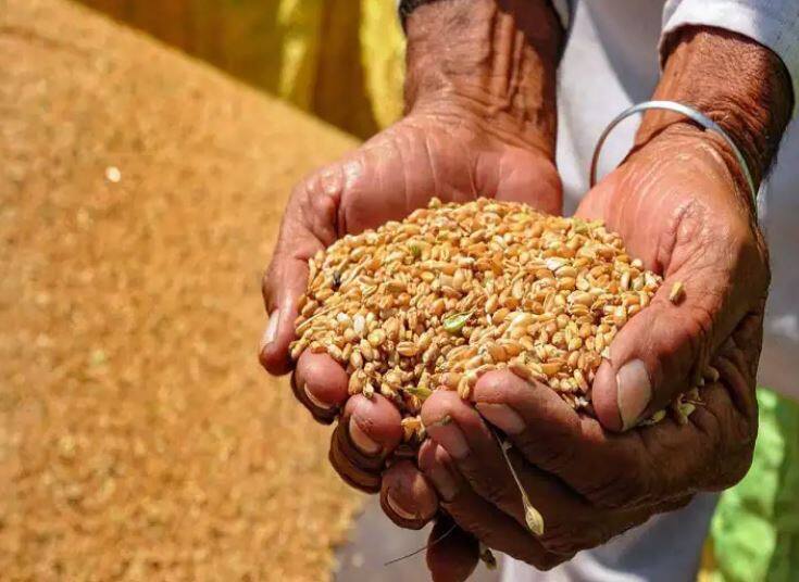 without irrigation new species of wheat will give bumper yield Research On Wheat: ਹੁਣ ਪਾਣੀ ਤੋਂ ਬਿਨਾਂ ਵੀ ਹੋਵੇਗੀ ਕਣਕ ਦੀ ਖੇਤੀ, ਨਵੇਂ ਬੀਜ ਦੀ ਹੋਈ ਖੋਜ, ਪੈਦਾਵਾਰ ਵੀ ਹੋਵੇਗੀ ਰਿਕਾਰਡ ਤੋੜ