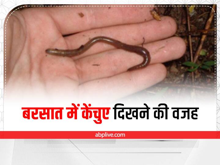 Why are earthworms visible outside in the rain where do they come from Earthworms: क्या बारिश में पानी के साथ गिरते हैं केंचुए? यहां जानिए बरसात में इनके दिखने की वजह!