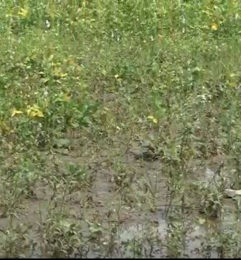 राज्याच्या विविध भागात पावसाची हजेरी