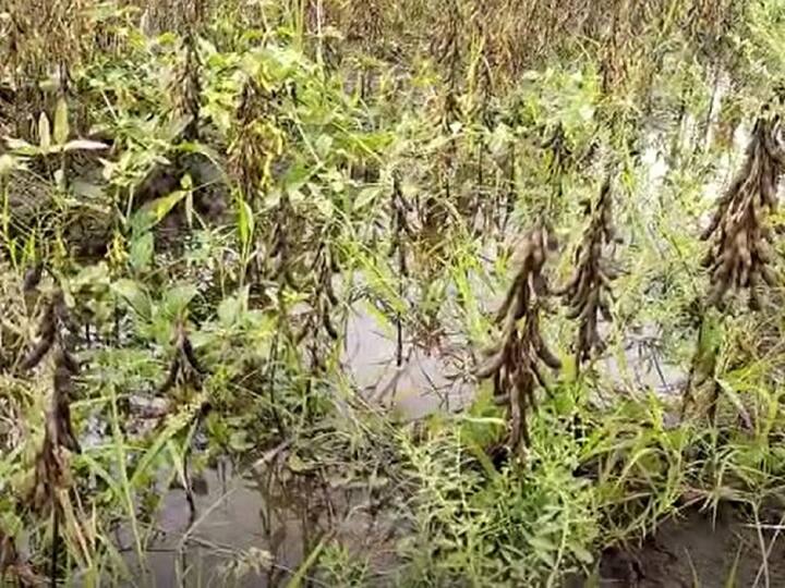 Hingoli Rain Heavy rains in Hingoli district, heavy loss of soybeans and cotton Hingoli Rain : हिंगोली जिल्ह्यात पावसाची जोरदार हजेरी, सोयाबीनसह कापसाचं मोठं नुकसान