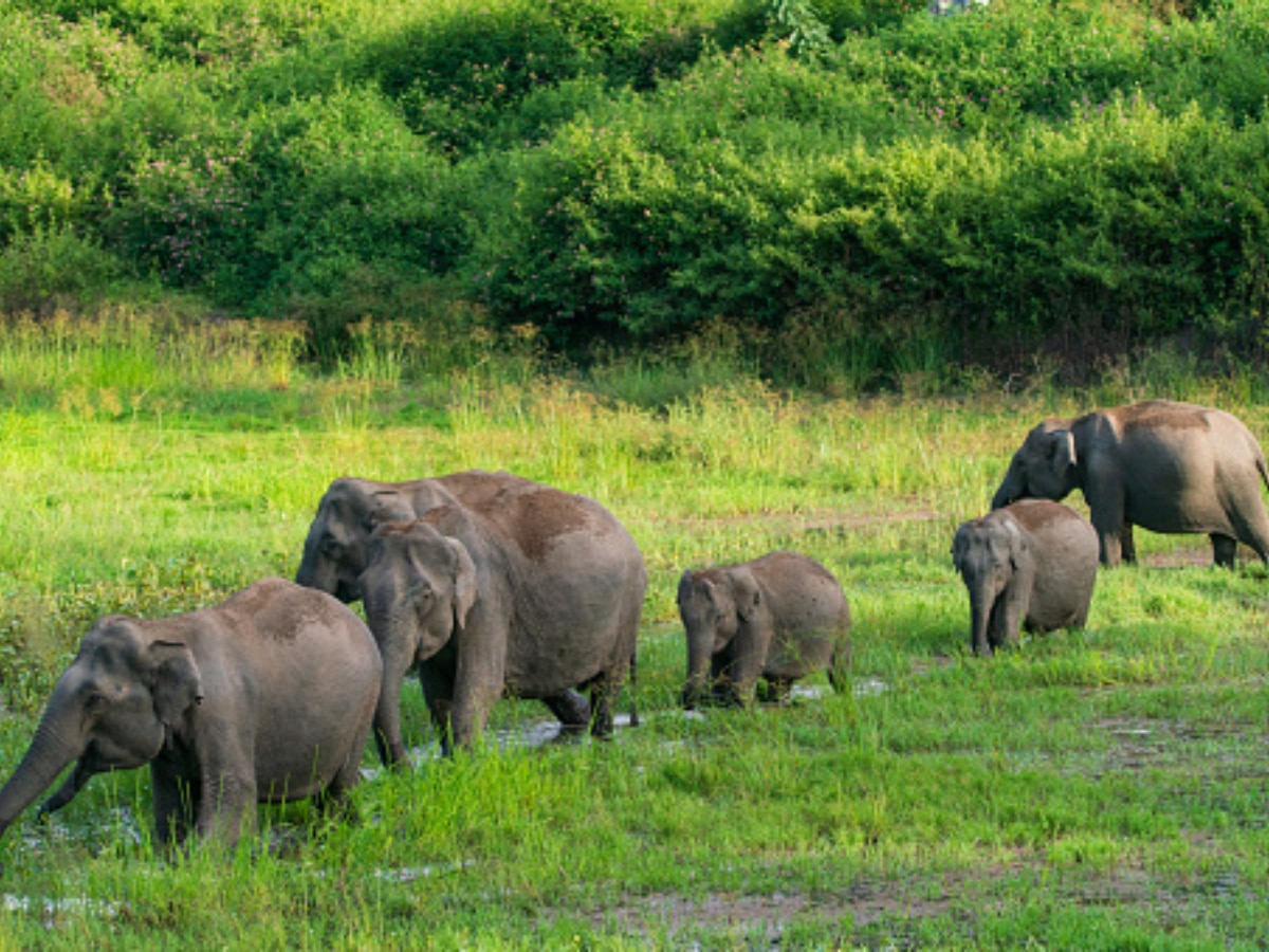 10 Indian Forests Every Nature Admirer Should Visit Once In Their Lifetime