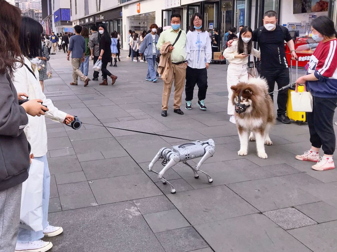 Walking Robot Dogs Apparently Becoming Trend in China, Check More Details Walking Robot Dogs: పెంపుడు కుక్కల స్థానంలో రోబోటిక్ డాగ్స్, చైనాలో నయా ట్రెండ్! ఎందుకలా?