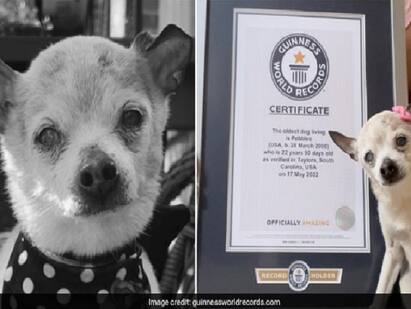 Worlds Oldest Dog Pebbles Passes Away At The Age Of 22 கின்னஸ் புத்தகத்தில் இடம்.. குடும்பத்துக்கே ராணி.. உலகின் வயதான நாய் பெபில்ஸ் மறைவு..