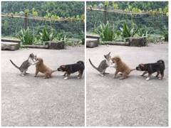 Video: क्यूट पिल्ले की बेबी कैट से हुई लड़ाई, दोस्त ने आकर शांत कराई फाइट